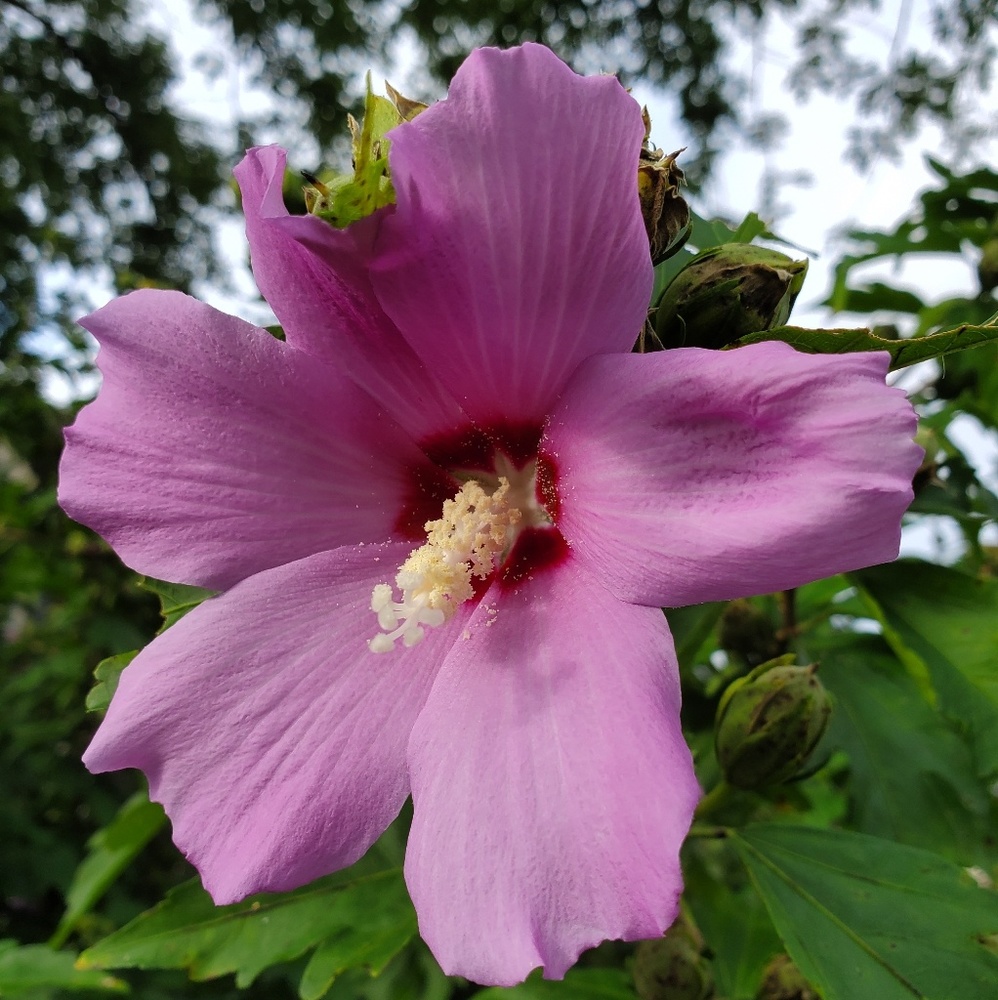 Meet your Posher, Carol
